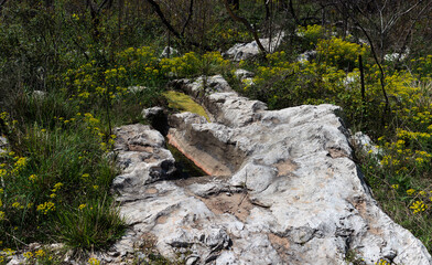Wood spurge in the karst rock formations, Brestovizza, Slovenia