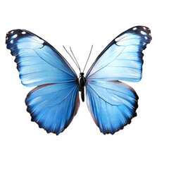 butterfly isolated on white background