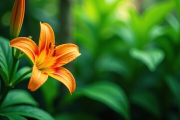 Obraz premium Vibrant orange lily, lush green foliage backdrop, botanical, outdoor, green