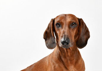 portrait of a dachshund
