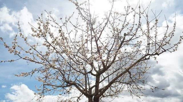 The beauty of spring. Time lapse of cherry blossom tree with clouds passing by in the background