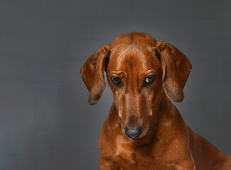 dachshund dog portrait