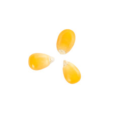 Three dried corn kernels placed on a white background. A simple and natural snack option rich in flavor and nutrients.