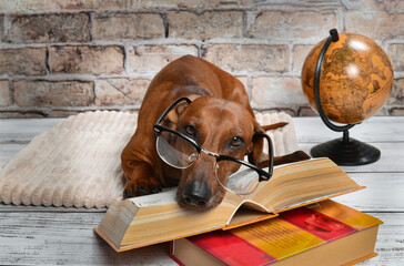 dachshund with glasses and a book