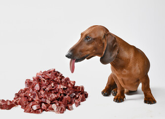 dog eats raw meat