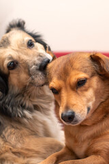 Two playful dogs lie on a bed, one licking the others nose