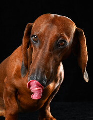 portrait of a dachshund on a black background