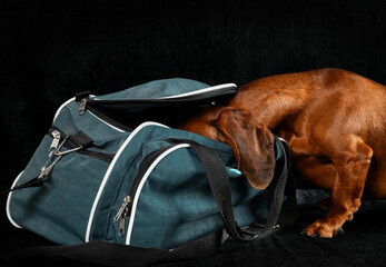 the dog stuck its head in the bag