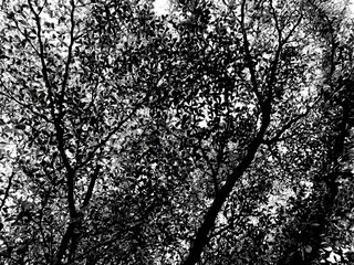 silhouette of a tree