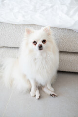 Adorable white pomeranian sits peacefully on a cozy rug in a bright, minimalistic living room