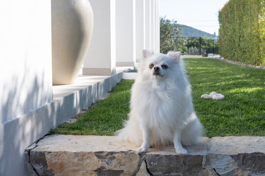 White fluffy dog resting on a stone wall in a sunny garden with green grass and a peaceful backdrop