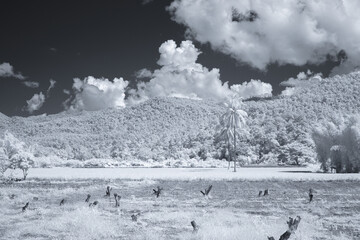 a landscape captured in infrared photography. The scene includes rolling hills covered in...
