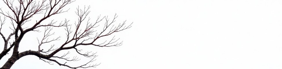 Obraz premium Stark, bare branches against a bright white backdrop , wood, simple