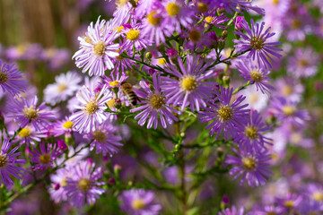 Purple flowers of a Michaelmas daisy in the garden.