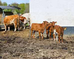 Young calves on the farm Group of calves at a stable