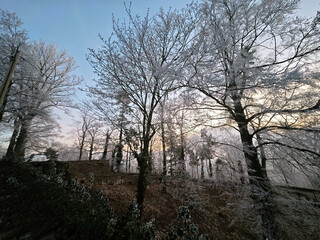 frozen trees at castle of old Eberstein
