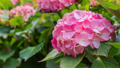 Fototapeta premium A Close Up of a Pink Hydrangea Bloom in a Garden Setting and Copy Space