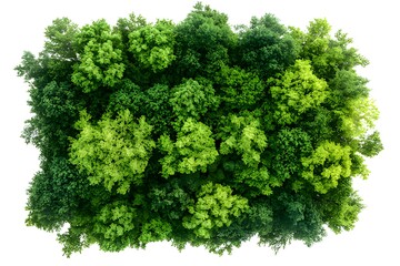 Aerial view of a lush green forest with various shades of foliage.