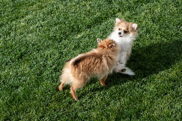 Playful pomeranians enjoying a sunny afternoon in a grassy park