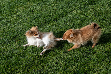 Two playful Pomeranian puppies frolicking on fresh green grass outdoors in bright daylight