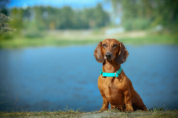 a dachshund dog stands near a lake