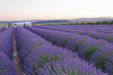 Obraz premium Lavender field with workers at sunrise