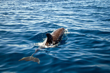 Bottlenose dolphin, Latin name Tursiops truncatus, appears in the Atlantic Ocean