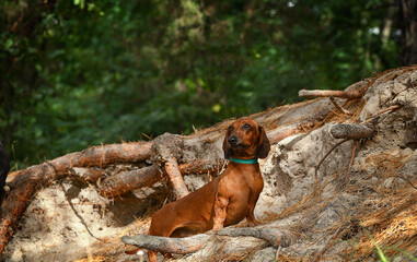 dog dachshund in the forest