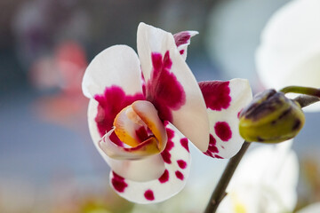 white orchid flower with red violet spots