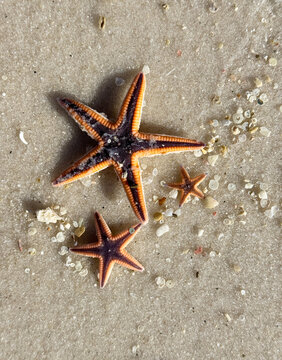trio of sand sea stars, Gulf of Mexico
