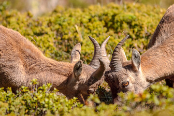  Étagnes à la recherche de sel.