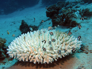 Damselfish hiding between the branches of a bleached coral 