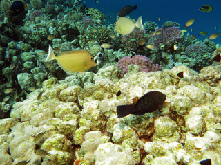    Juvenile Bluespine unicornfish Naso unicornis 