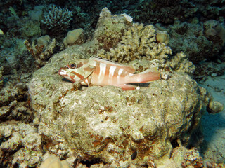    A Blacktip grouper Epinephelus fasciatus