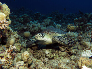 Green sea turtle Chelonia mydas