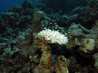 Bluegreen chromis Chromis viridis swimming over a bleached Acropora sp. coral 