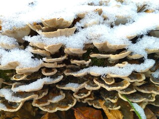 Mushrooms under the snow.A large group of gray tree mushrooms under the snow in the forest. Background of forest mushrooms.