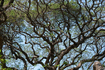 Intricate branches of the Giant Monkey Pod Tree create a mesmerizing natural pattern against the blue sky, showcasing the beauty of nature's architecture.