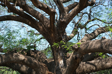 A close-up view of the Giant Monkey Pod Tree's massive trunk and sprawling branches, highlighting its unique texture and natural majesty under a vibrant blue sky.