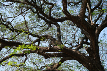 A close-up view of a Giant Monkey Pod tree showcasing its massive, intertwined branches and lush green canopy under a vibrant blue sky. Ideal for nature and environmental projects.