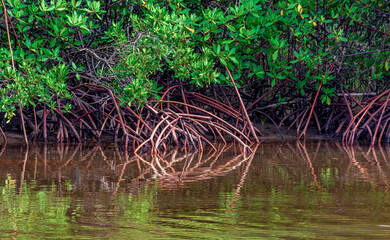 Roots of mangrove trees reflecting in the water on the southern coast of the state of Bahia
