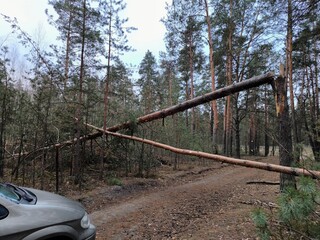 The aftermath of the hurricane. A tree fell on the road