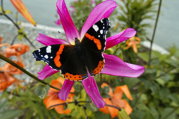 Ein Admiral sitzt auf einem Blütenkelch
