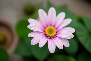 Obraz premium Flower