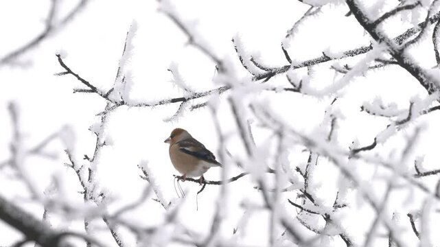 Eurasian Chaffinch in winter ambient, male (Fringilla coelebs) - (4K)