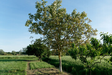 Walnut tree with green leaves along wheat field in summer . Tuscany, Italy