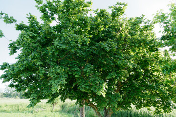 Hazelnut tree with green leaves along wheat field in summer . Tuscany, Italy