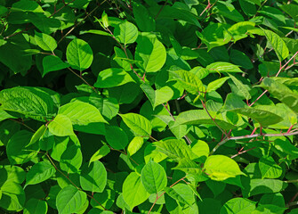 Japanischer Staudenknöterich im Frühling