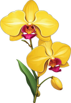 yellow orchids with pink centers clip art preview