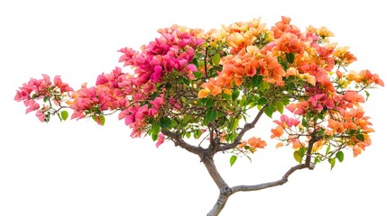 Bougainvillea branch with pink and orange flowers